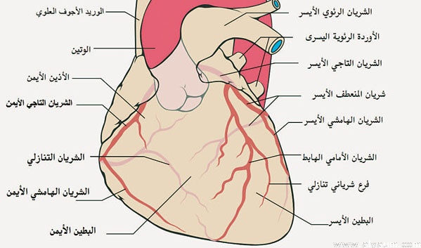 مرض القلب واعراضه - تعرف على هذا المرض وكفايه الوقايه منه 3642 3