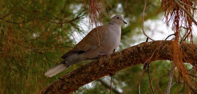 اسم صوت الحمام , تعرف على صوت الحمام واهم المعلومات عنه