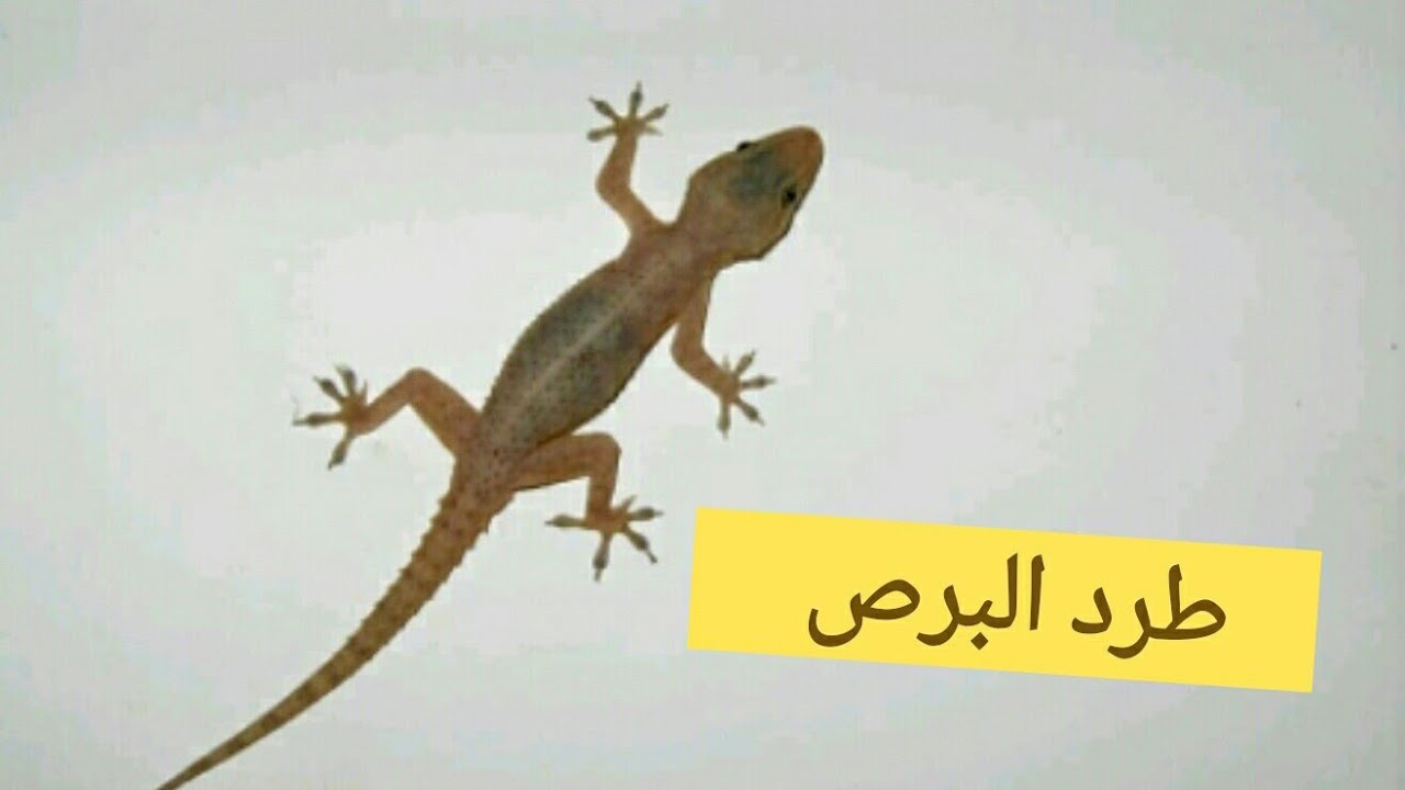 كيف اتخلص من الوزغ - التخلص من السحالي نهائيا 418 3