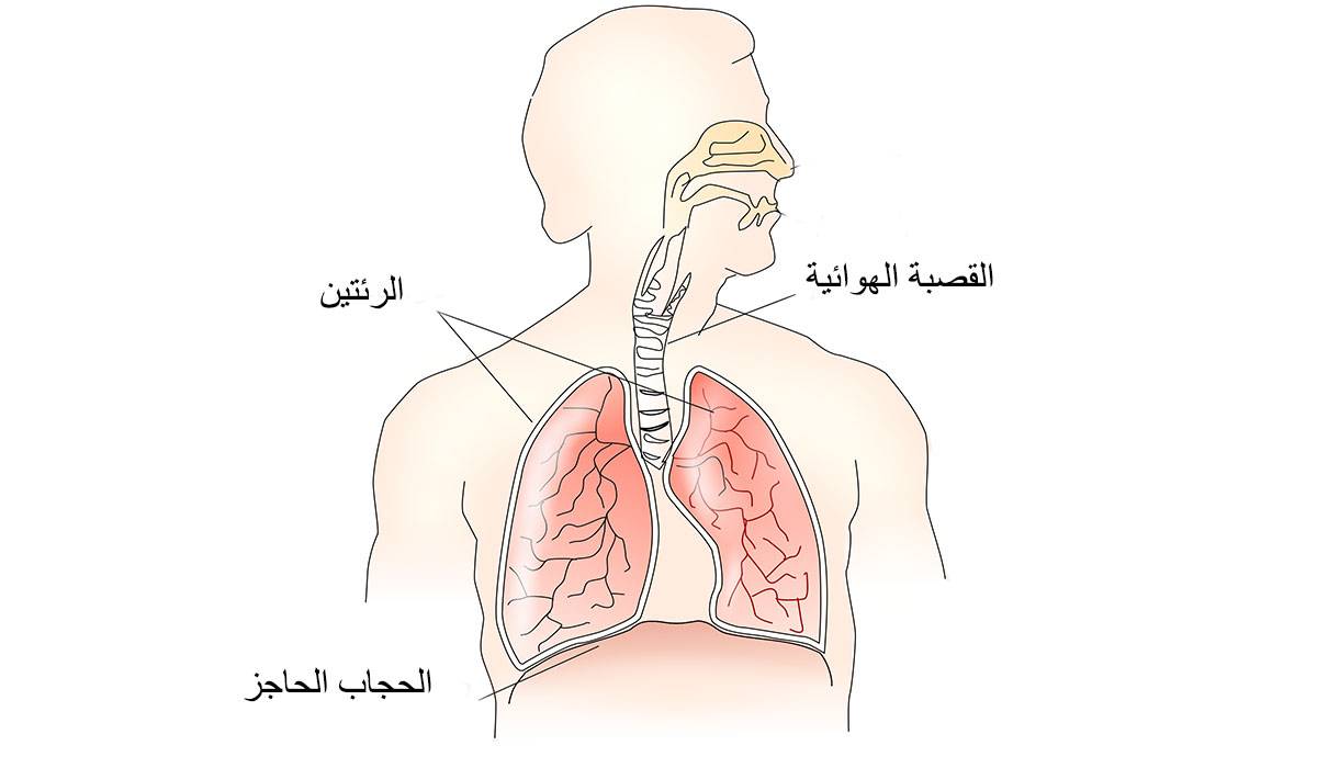 ما هو الحجاب الحاجز - السبب فى وجود الم فى الحجاب الحاجز 2318 1