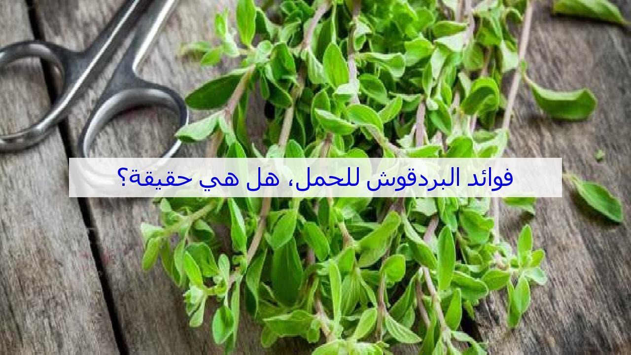 فوائد البردقوش والتبويض - ضرورة تناول هذه العشبه للجسم