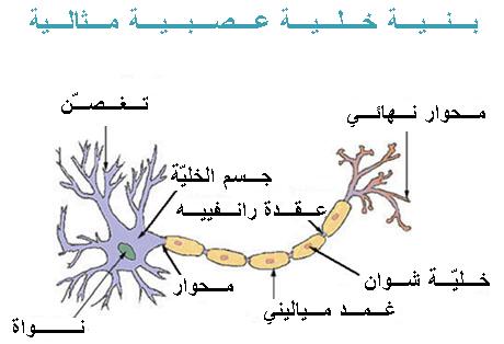 تركيب الخلية العصبية , مما تتكون الخليه العصبيه