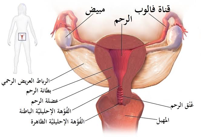 ماهو علاج التهاب الرحم - التهاب المهبل اسبابه وطرق علاجه 3676 4