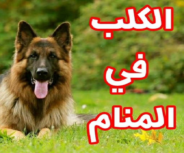 تفسير حلم الكلاب , اسرار عالم الاحلام فرؤية الكلب