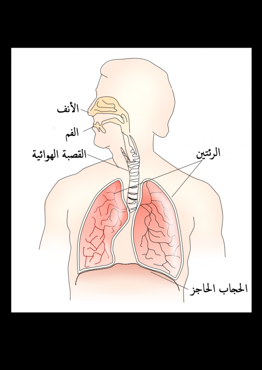 ما هو الحجاب الحاجز , السبب فى وجود الم فى الحجاب الحاجز