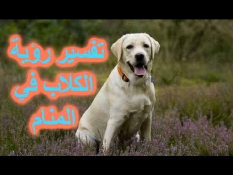 معنى الكلب في الحلم , تفسير حلم الكلاب فى المنام