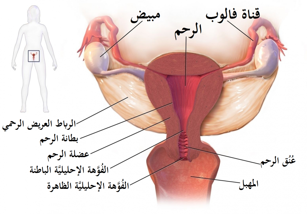 اعراض التهاب الرحم وعلاجه , عند معرفة السبب يسهل العلاج