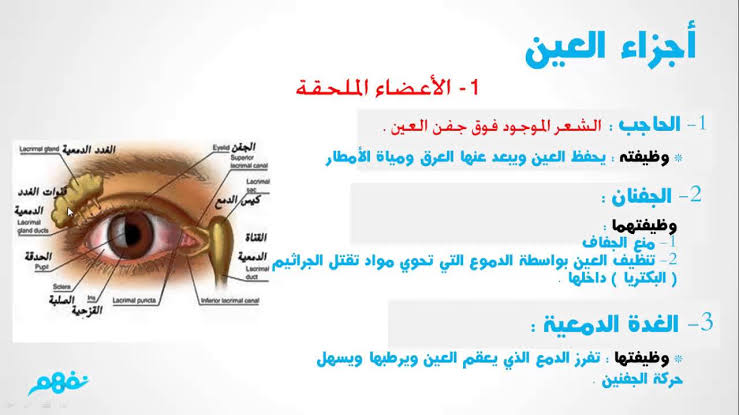 معلومات عن العين , حاجات غريبة عن العين